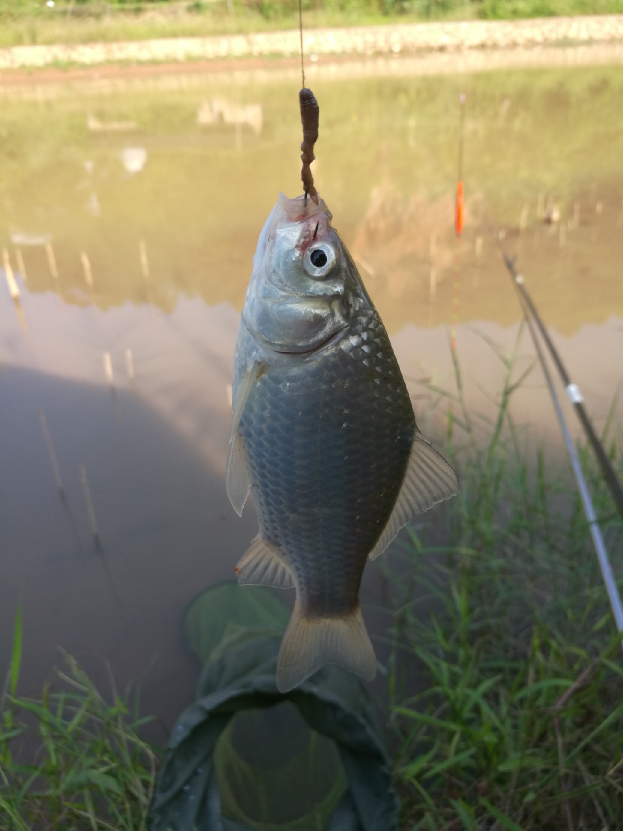 流水钓鱼的正确方法和技巧,流水钓鱼技巧视频海竿
