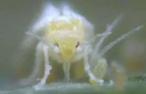 哪个城市出现大量小飞虫,项城满大街都是白色小飞虫