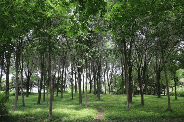 现在郑州越来越美,未来一个月的郑州长这样