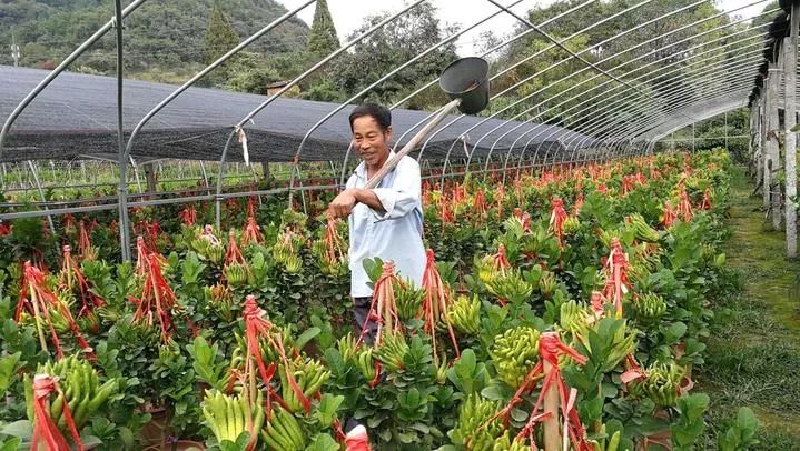 这个村成立的*党**小组成了产业振兴“智囊团”，为佛手的产销出谋划策！