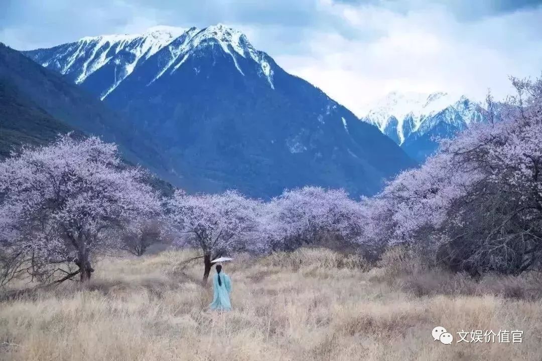 蔡徐坤李子柒,收入过亿的网红名单