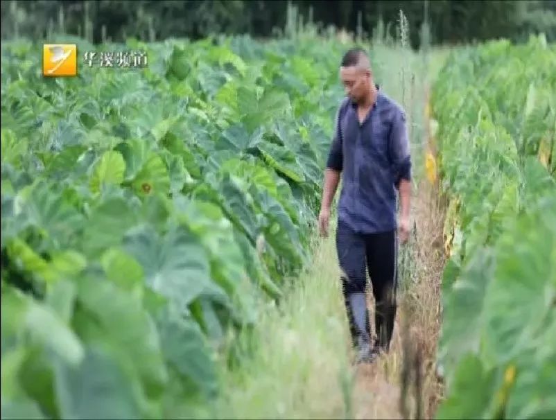 身边永康人：祖祖辈辈扎根做农民——李维哲