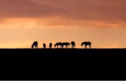 《出塞书》：他像是心怀天问的行者，踽踽独行于辽远苍茫的西北旷野