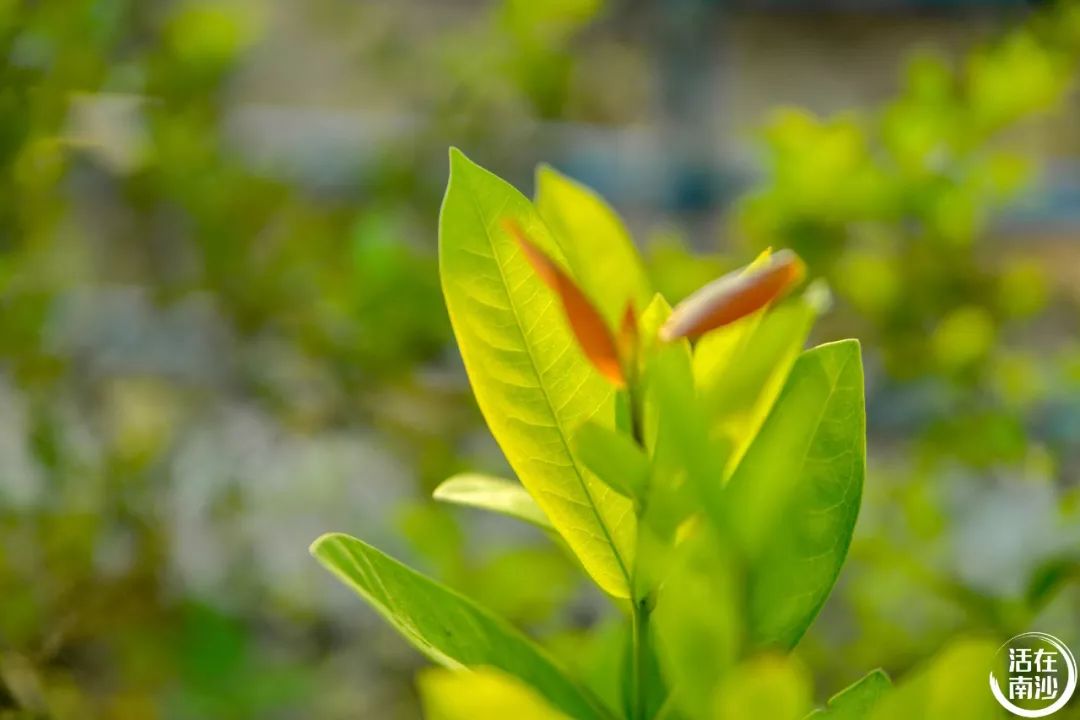 南沙凤凰湖以前叫什么名字,南沙凤凰湖历史