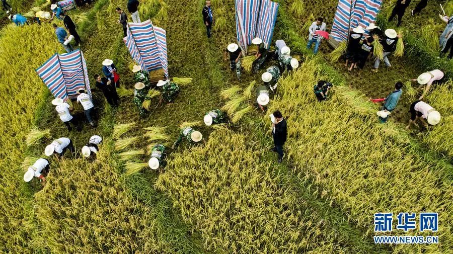 秋分中国农民丰收节对孩子的寄语,农历秋分日为中国农民丰收节