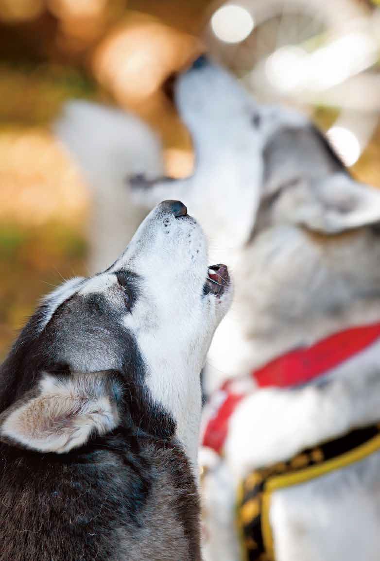 鑰佸笀鎴戠殑浣滀笟琚嫍鍟冧簡,鑰佸笀鎴戠殑浣滀笟琚嫍鍚冧簡