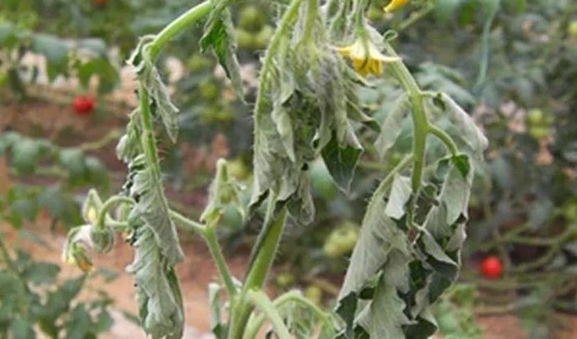 番茄青枯病人用青霉素管用吗,番茄青枯病防治有创新手段出现