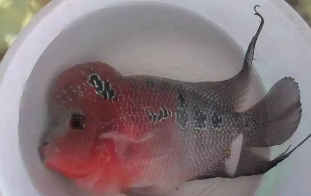 梭菌性肠炎的症状用什么药治疗,慢性肠炎怎么治疗好能彻底去根