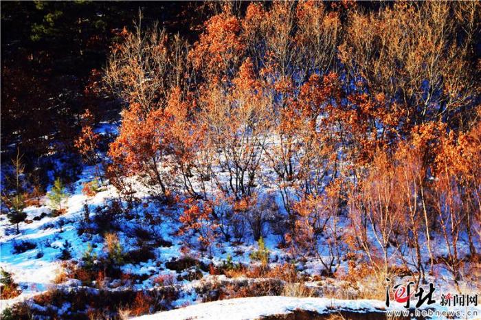 大河之北森林图片,大河之北原唱完整版