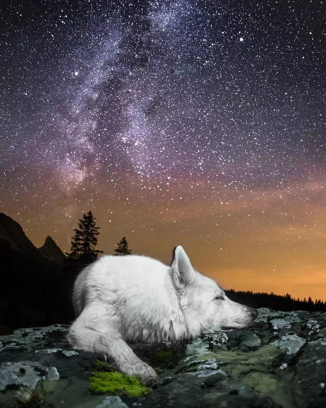 纯白色德牧是咋回事,黑白杂色德牧