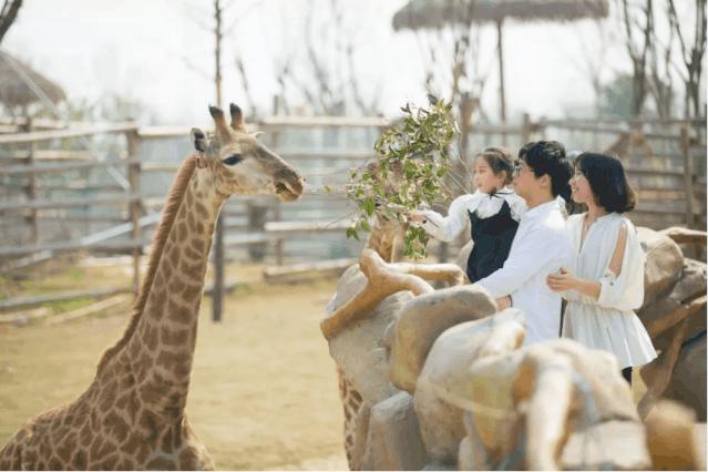 南通森林野生动物园中国大马戏,南通野生动物园国际大马戏座位数