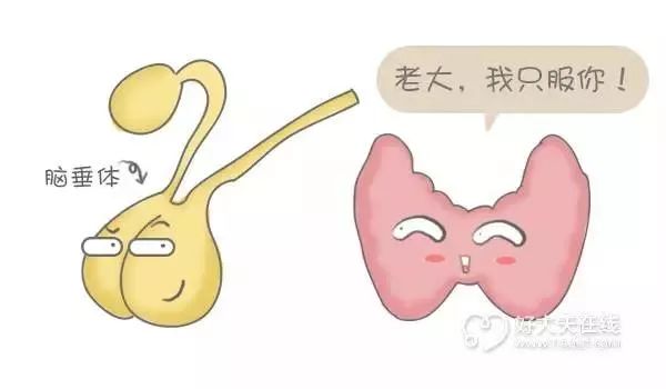 注意丨甲状腺疾病更“偏爱”女性