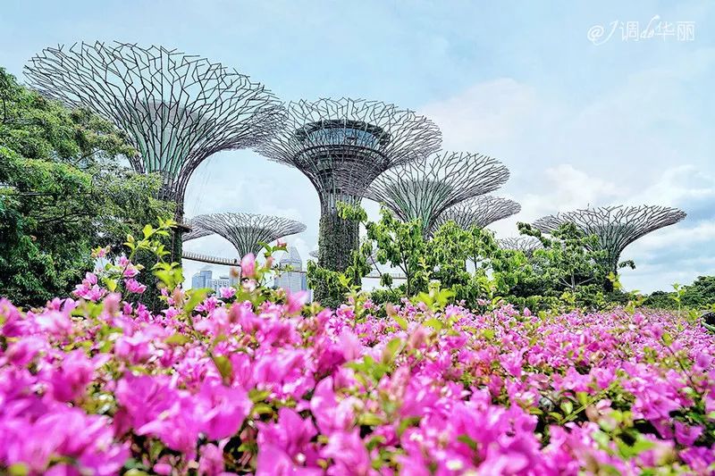 新加坡圣淘沙鱼尾狮为什么拆除,新加坡鱼尾狮为什么修二个月