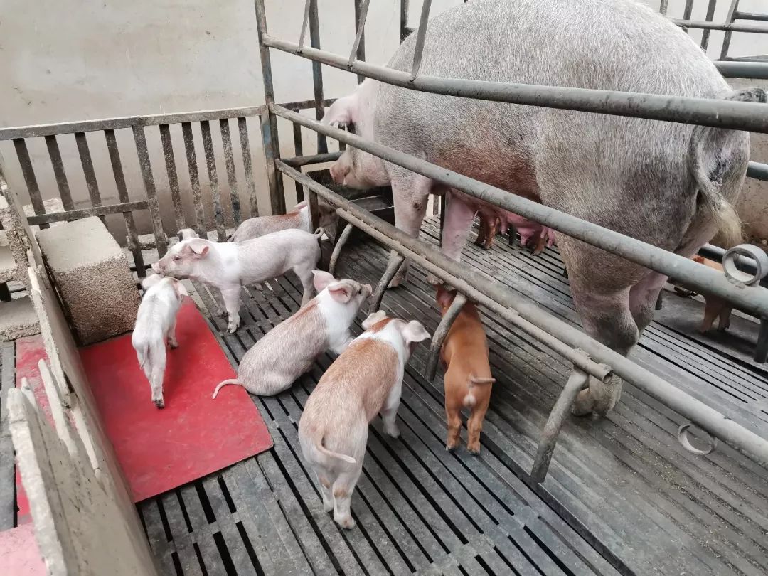 爱国情奋斗者,爱国情奋斗者人物事迹