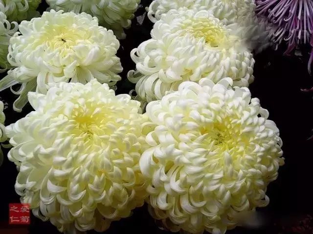 世界最美菊花图整整80种太珍贵了,世界上最美的菊花叫什么名字