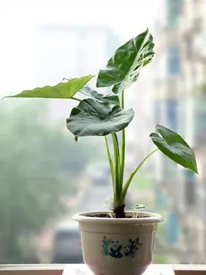 旅游误食野果的案例,吃了山上野果中毒