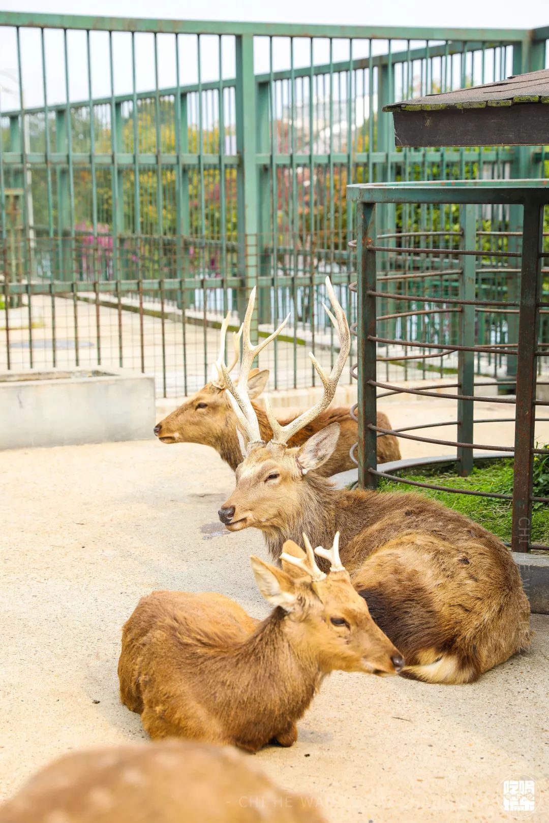 柏乐园附近美食,柏乐园有没有美食