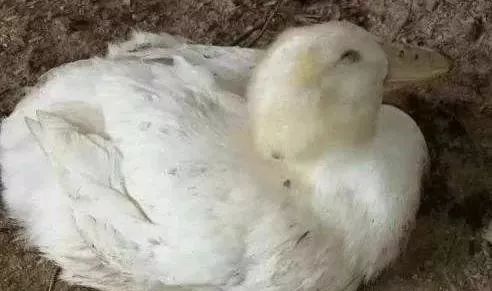 鹅呼吸道+腿软混感怎么治疗？（特效组合最有效）