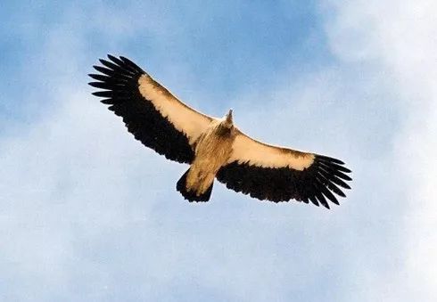 用影像记录我们登顶珠峰的全过程,攀登者观影简短感受100字