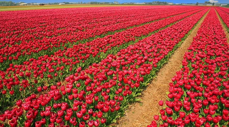 欧洲炒作郁金香,荷兰人炒作郁金香事件