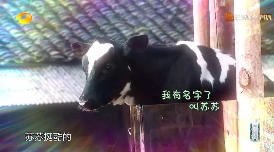 最无违和感的植入广告,奇葩的广告植入完整版