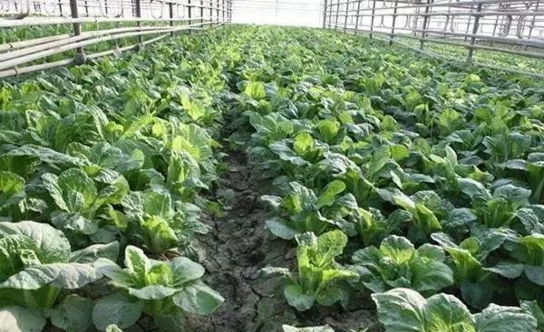 面临重茬，我们怎么办？（实用好文）