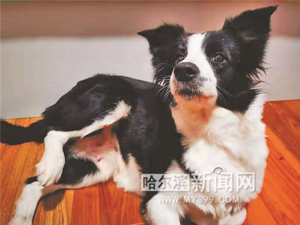 带边牧出门遛弯遇到其他狗,边牧带泰迪开门逃跑