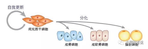 外泌体和干细胞可以一起回输吗,干细胞外泌体最新研究进展