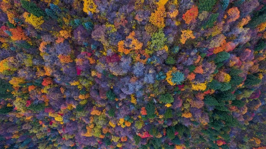 秋天的川西彩林,川西彩林最佳观赏地点