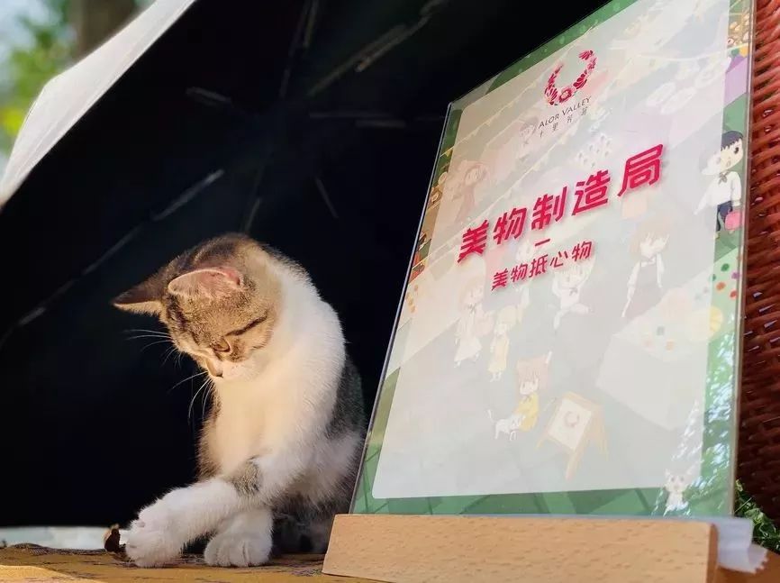 耗时3年的花间堂创始人新作，以船代步揭开杭城小众一面