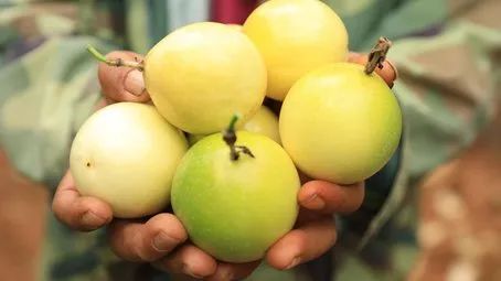 施甸：黄金百香果成增收致富的金果果