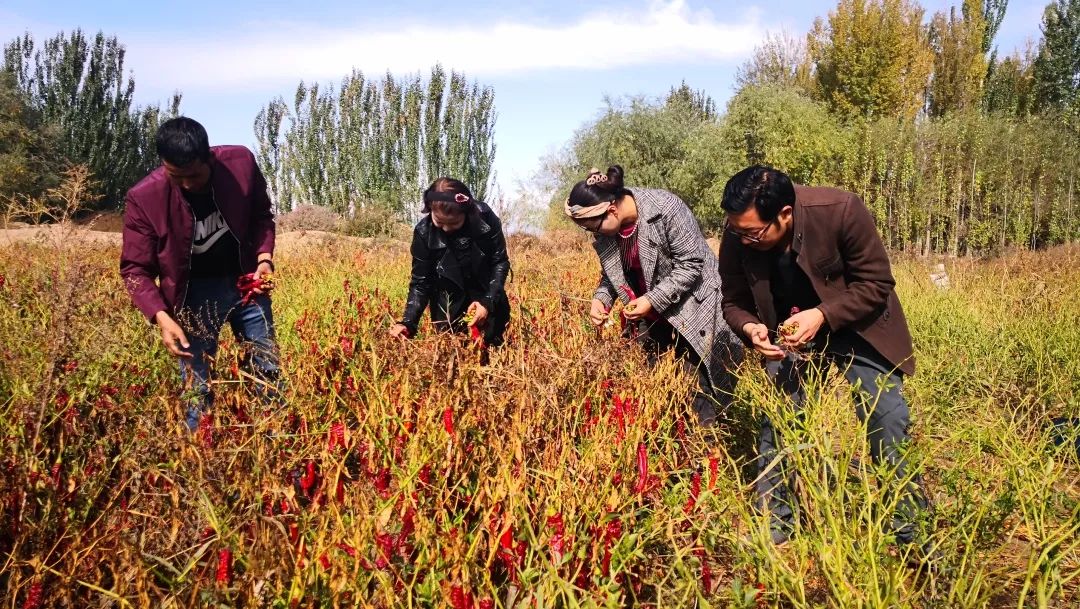 【检察官驻村】英买里村的辣椒红了