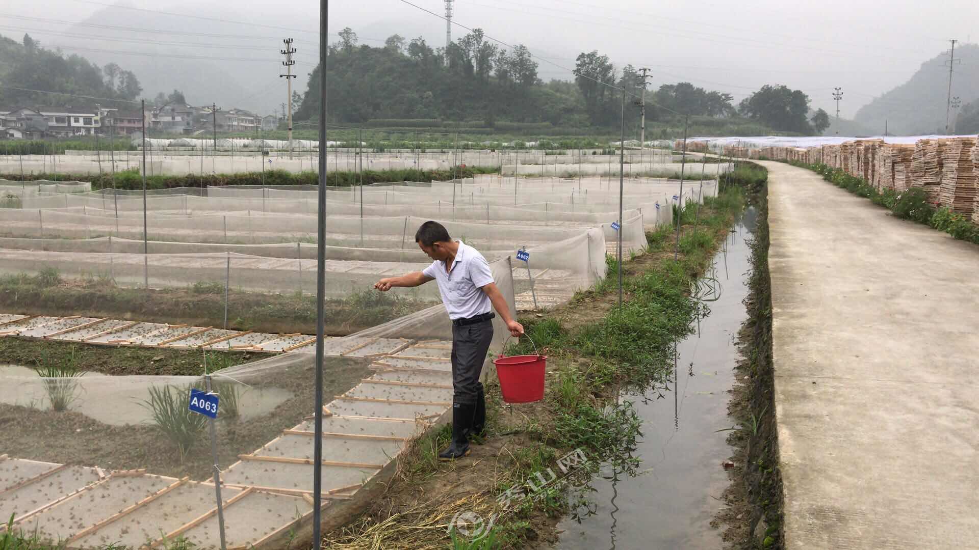 隘口支柱产业虎纹蛙养殖突破百万创收