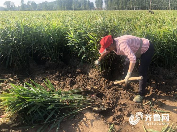 潍坊农业转型升级,潍坊农业农村规划