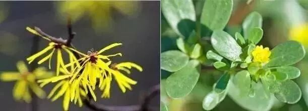 去黑头鼻贴推荐黑头导出液,去黑头的最好办法告别草莓鼻