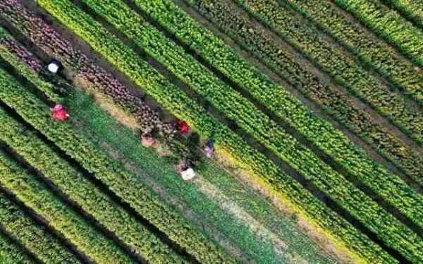 新华日报点赞沭阳,新华日报聚焦