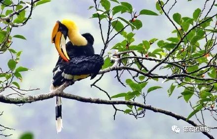 有种美叫德宏的美,镜语