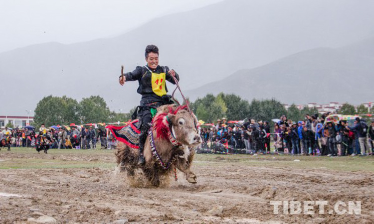 从登山运动到全民健身，看*藏西**体育事业发展