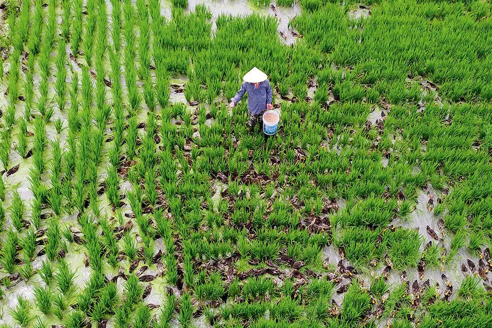 中国鸭文化,探秘长江欣赏美景