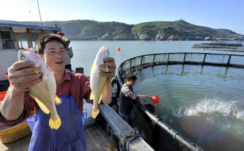 东海大黄鱼20年不成渔讯,但黄鱼现在住深海“别墅”跟挪威三文鱼相同待遇