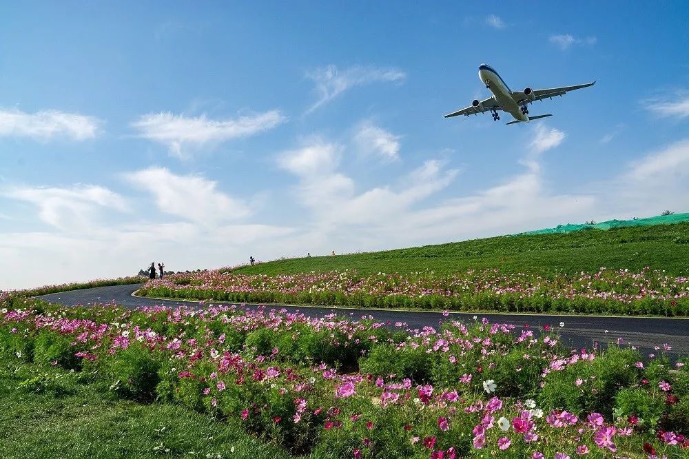 粉黛乱子草网红打卡地成都免费,美到炸网红粉黛乱子草就在双流