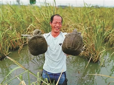淡水水产生态养殖新模式有哪些,淡水养殖产业链分析