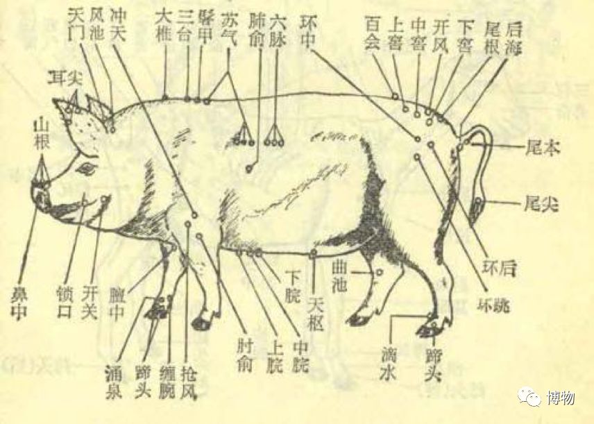 大猪蹄子可恨，大猪肘子就可爱了