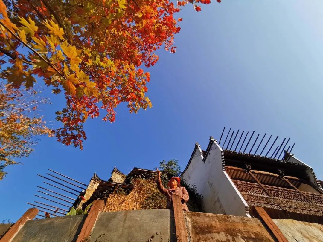 婺源篁岭晒秋什么最好看,婺源秋色正浓石城枫叶渐显红