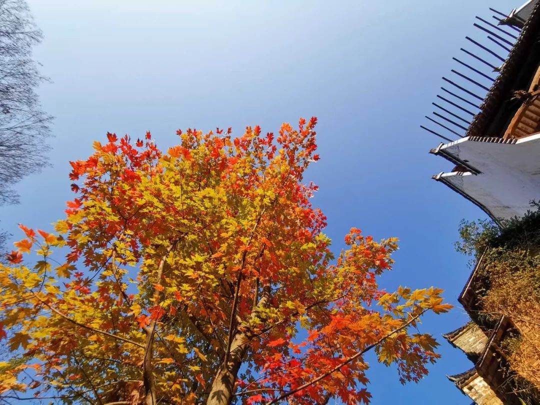 婺源篁岭晒秋什么最好看,婺源秋色正浓石城枫叶渐显红