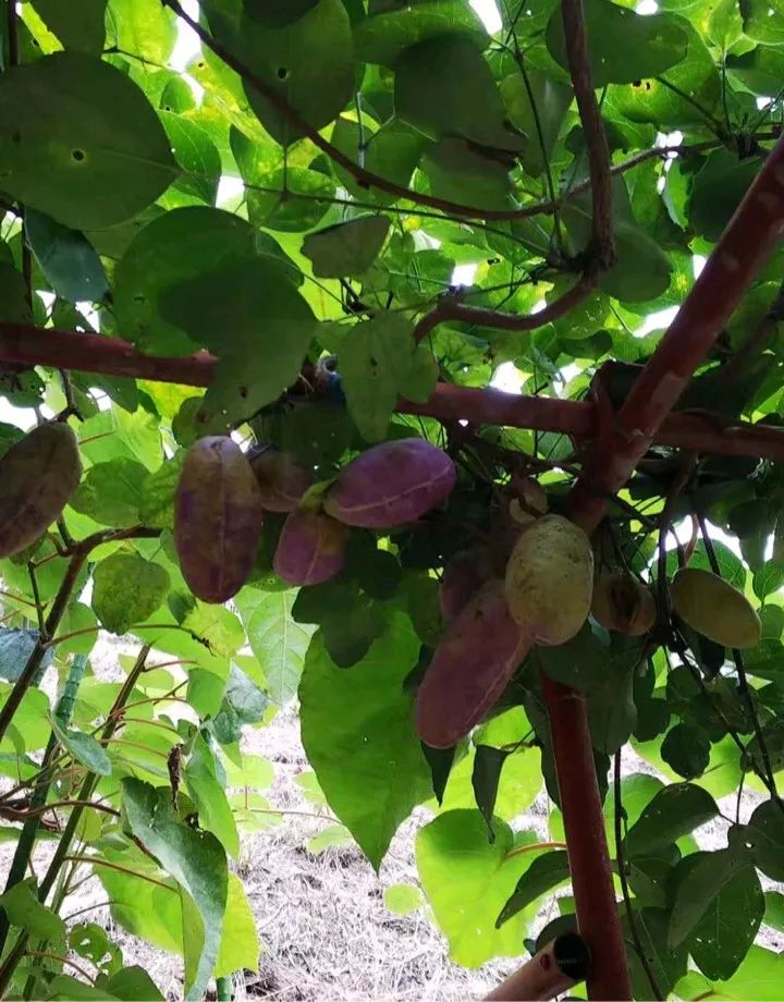 桂林特产野生果,广西桂林冬天山上的野果