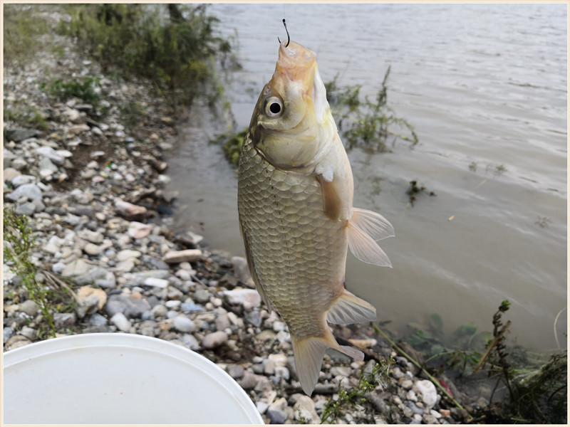 洪水钓大鱼,洪水钓鲫鱼用什么饵料