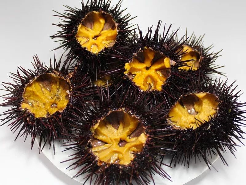 为什么海胆走路要“屁股”朝天