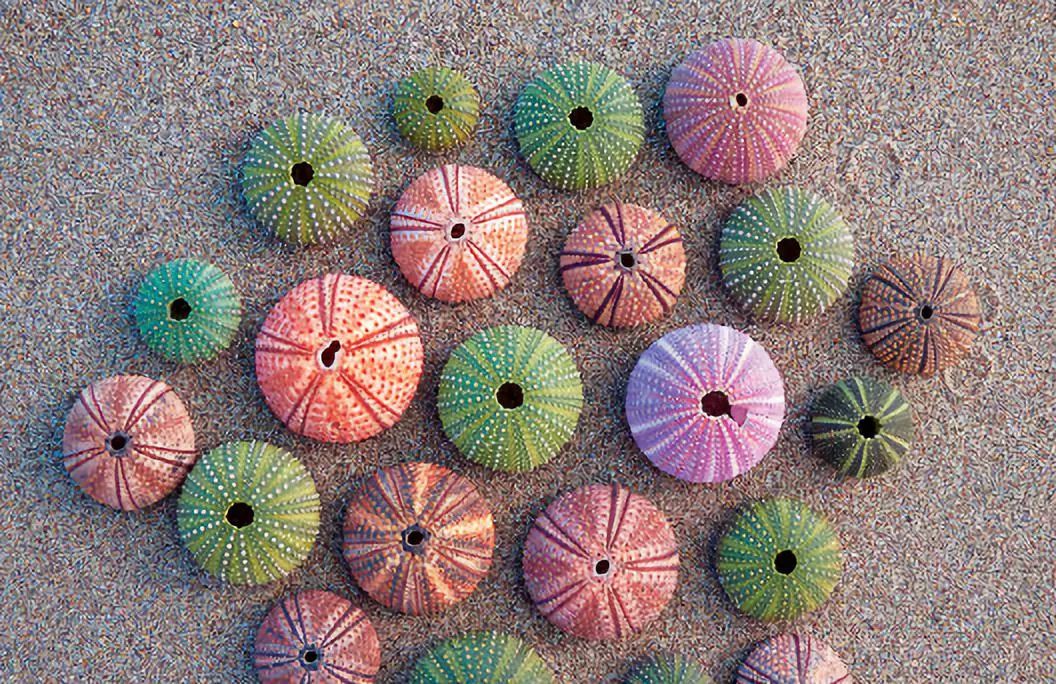 为什么海胆走路要“屁股”朝天