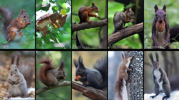我的野保坑是这样填出来的：打豆豆，就酱